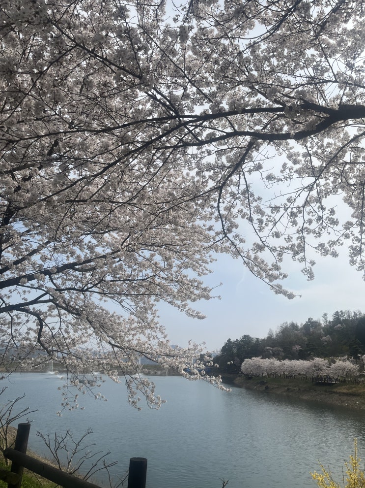  전남벚꽃/화순 동구리호수공원/무등산 카페 Y9YA 벚꽃 안녕- (블로그 주인 사진 핵많음 주의)