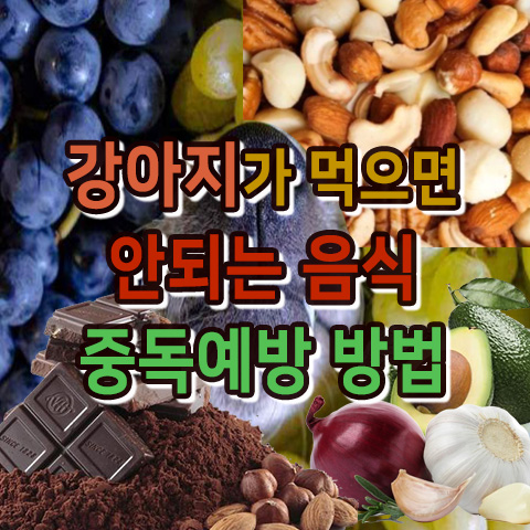  강아지가 먹으면 안 되는 음식과 중독 예방 방법