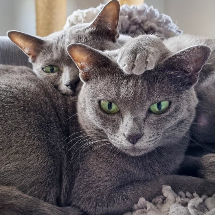 코랫 포토, 회색 고양이 종류 태국 코랏 묘종 특징 성격 유전병 기본정보