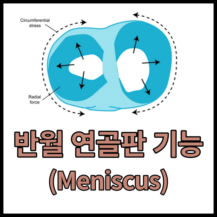 반월 연골판의 기능 및 역할(Function of Meniscus) / Hoop Tension,Stress / Load Bearing,Shork Absorption, 고유수용감각