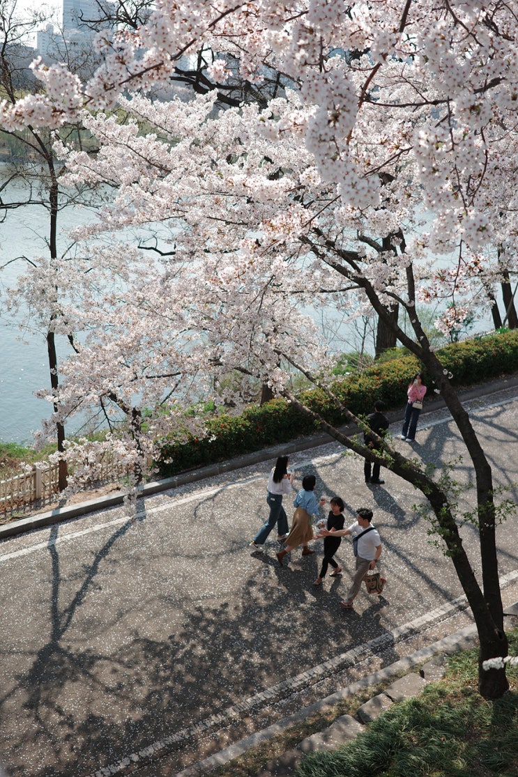 서울 벚꽃 사진 찍기 좋은 벚꽃 스팟 네 곳