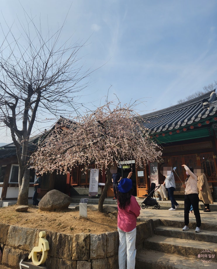  [2023.03.12] "양산 가볼만한곳/홍매화 개화상황" 통도사