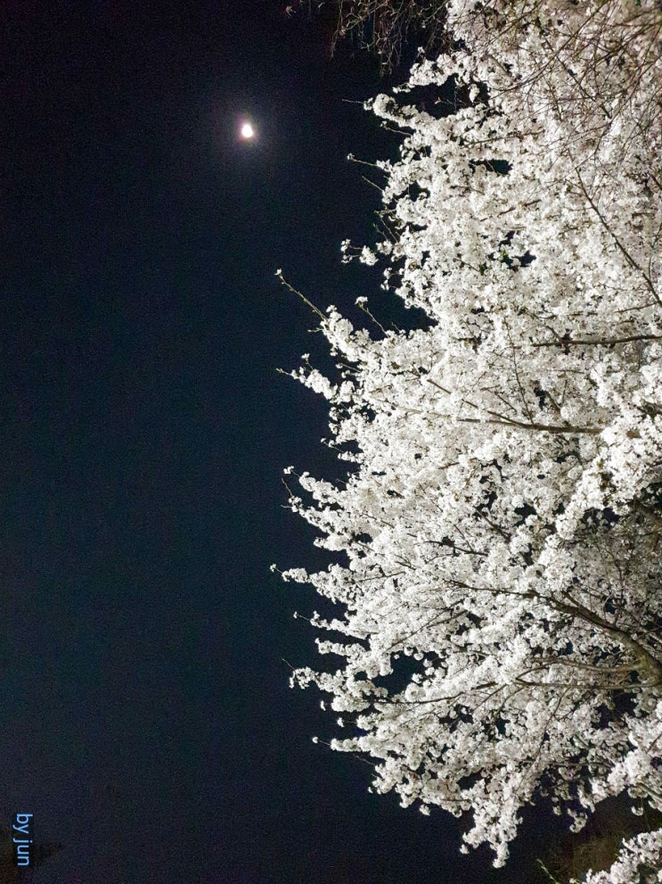  이 봄의 끝을 잡고 - 2023 벚꽃은  엔딩