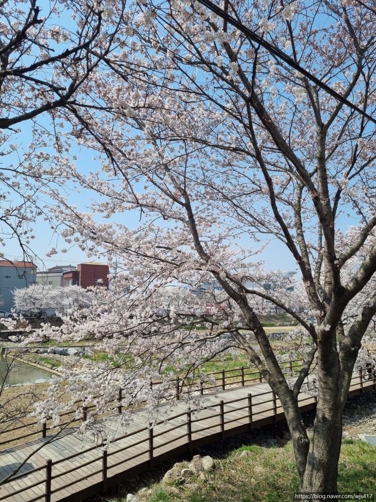 [서산여행 2탄, 2023년 4월 1일]서산 해미천 벚꽃축제 여행기!