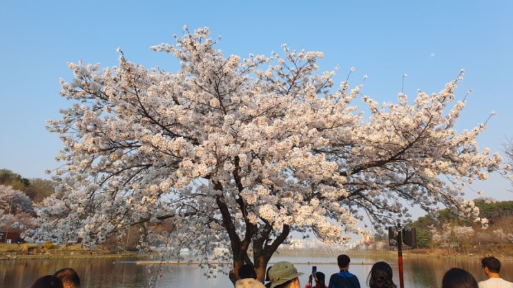 이천 설봉공원 명소 설봉호 벚꽃으로 물들다