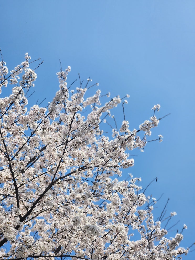 충남 논산 강경 벚꽃 명소 옥녀봉공원 봄나들이 산책코스 벚꽃 개화상태