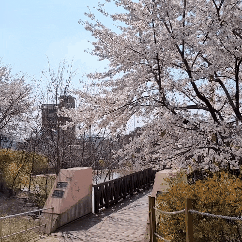 천안 꽃놀이 여행  벚꽃이 정말 예쁘게 핀 천호지(단대호수) 각원사