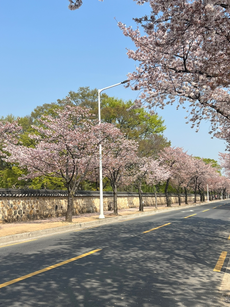  [경주 여행] 벚꽃 구경하러 경주 여행 1일차