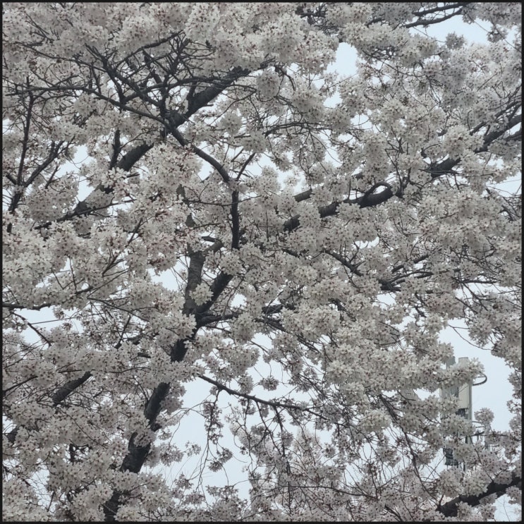  실거래 신고된  가격의 전세는 없고 오름세를 보이네요.