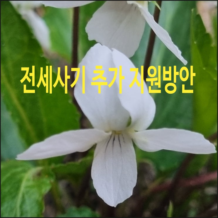  전세사기 피해자 회복 지원을 위한 추가 지원방안