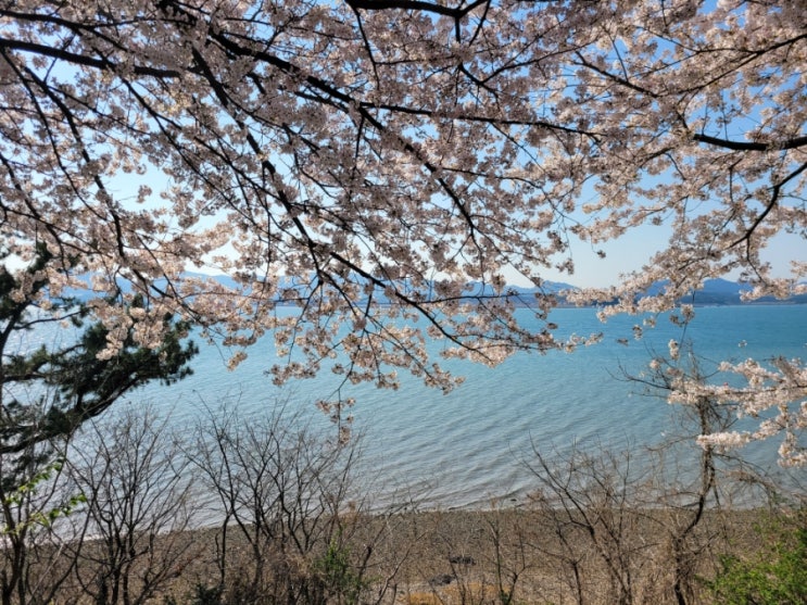  벚꽃