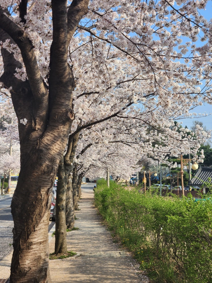  전북 군산 충남 서천 인근 벚꽃 명소 세 곳 추천! 부여 정림사지 논산 옥녀봉공원 은파호수공원 봄데이트