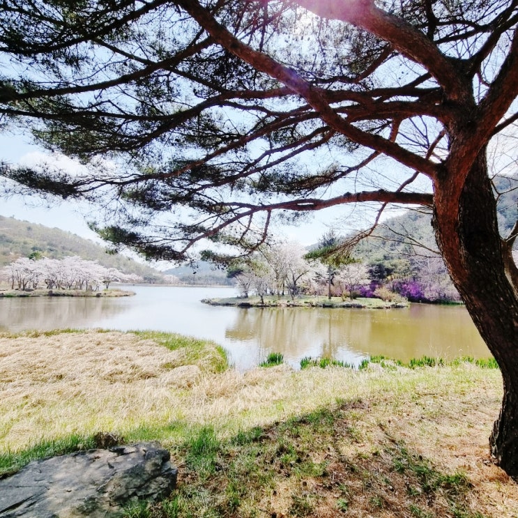  경주 산내 화랑의 언덕 - 사진 찍기 좋은 곳(feat. 벚꽃)