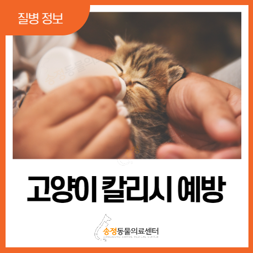  고양이예방접종 중 고양이칼리시 바이러스 & 림핑증후군(고양이 다리 절 때, 경기광주 ISFM 고양이병원)