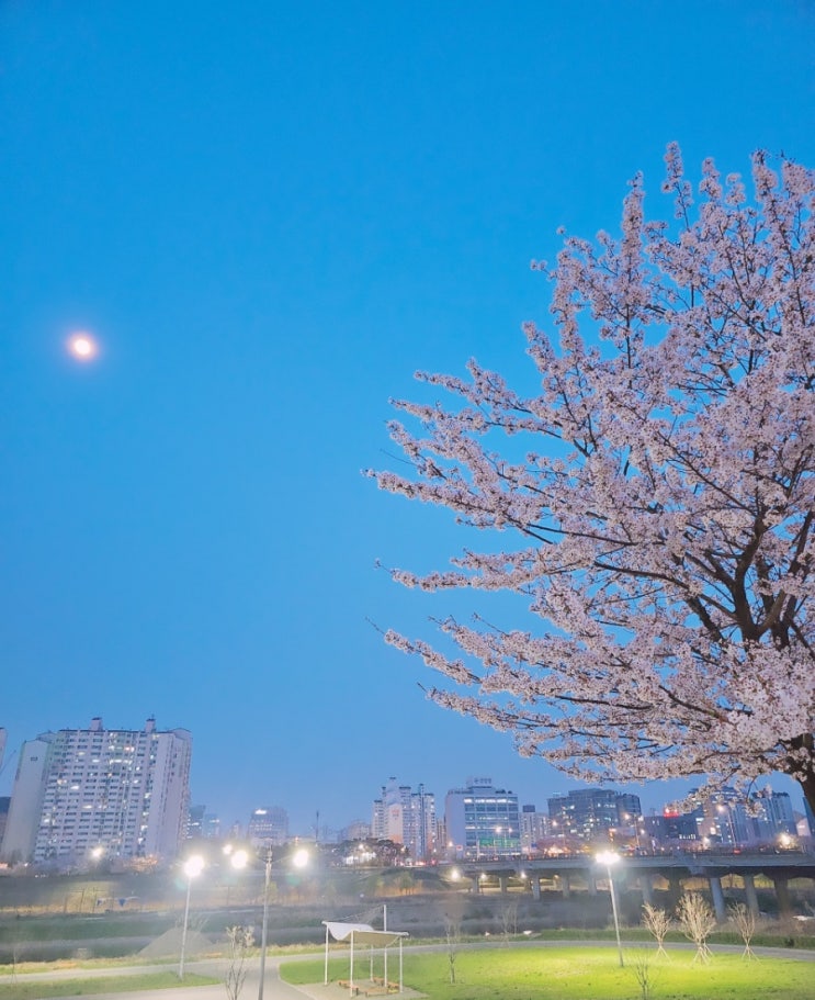  [안양천] 신목동역~오목교 《벚꽃엔딩》