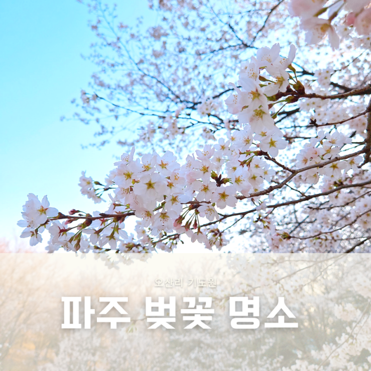  파주 벚꽃 명소 오산리기도원 벚꽃 개화시기