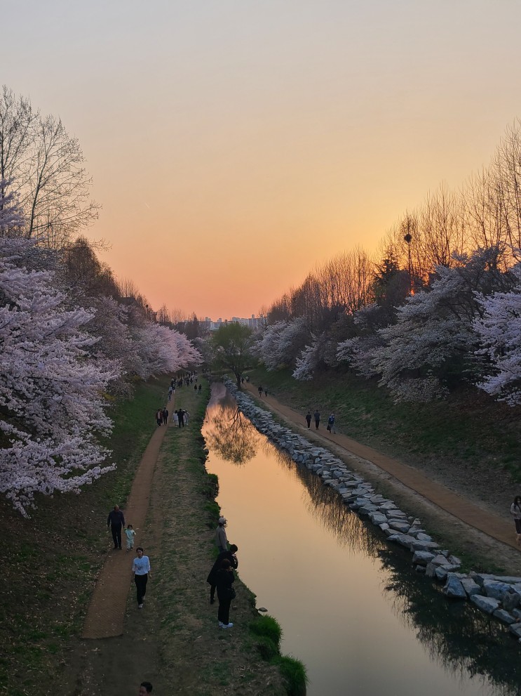 인천 부평 반월 놀이공원 벚꽃 나들이