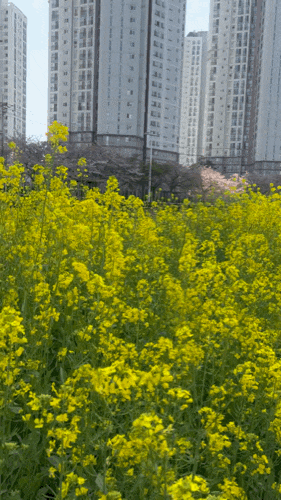  온천천 카페거리 유채꽃 구경 다녀왔어요.
