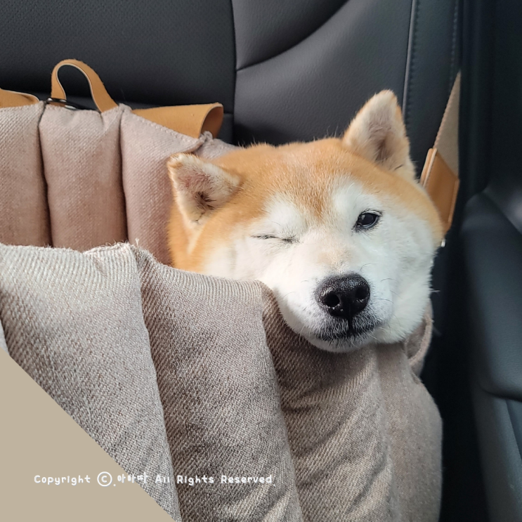  이동가방, 쿠션으로도 사용가능한 반려동물 슬링백 TTOC