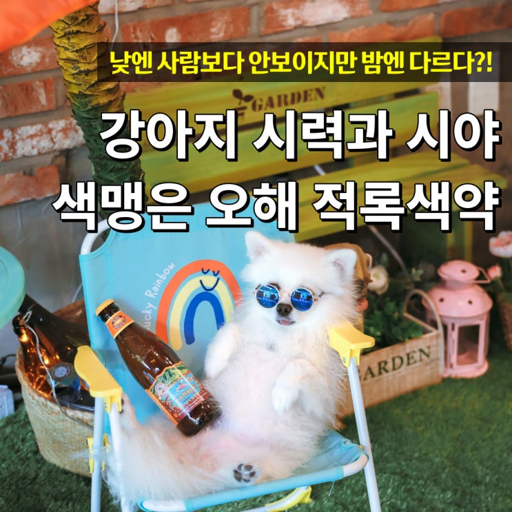  강아지 시력과 시야 색맹 등 강아지가 보는 세상
