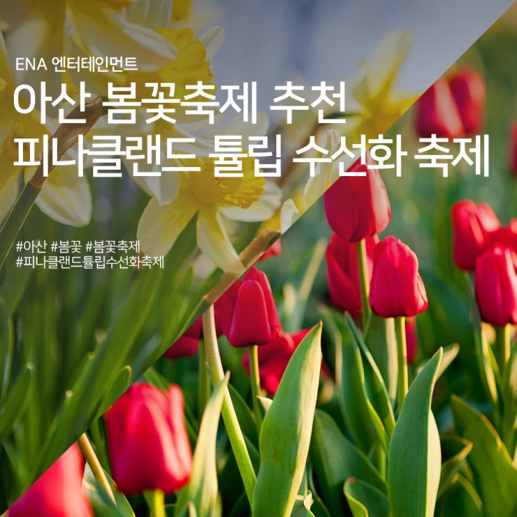  아산 봄꽃축제 피나클랜드 튤립 수선화 축제 정보