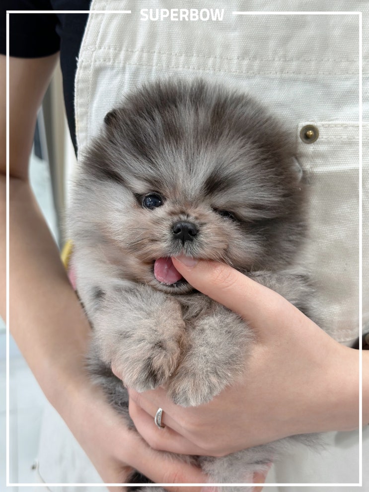  포메라니안,포메라이안 분양 중