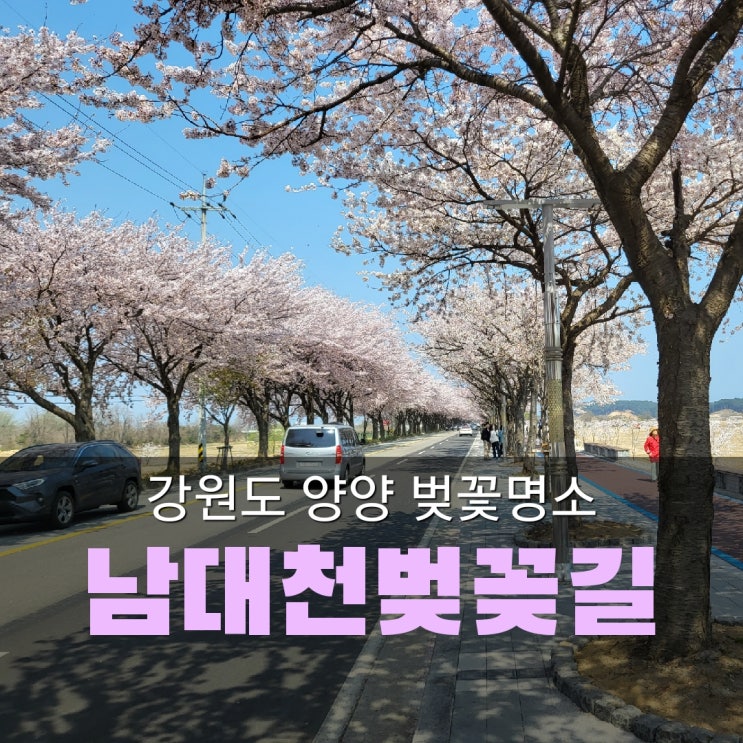 강원도 여행 양양 가볼 만한 곳[남대천 벚꽃]