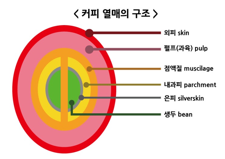  커피 열매(체리/생두/커피콩/펄프/점액질/파치먼트/실버스킨/센터컷)의 구조에 대해서 알아보자
