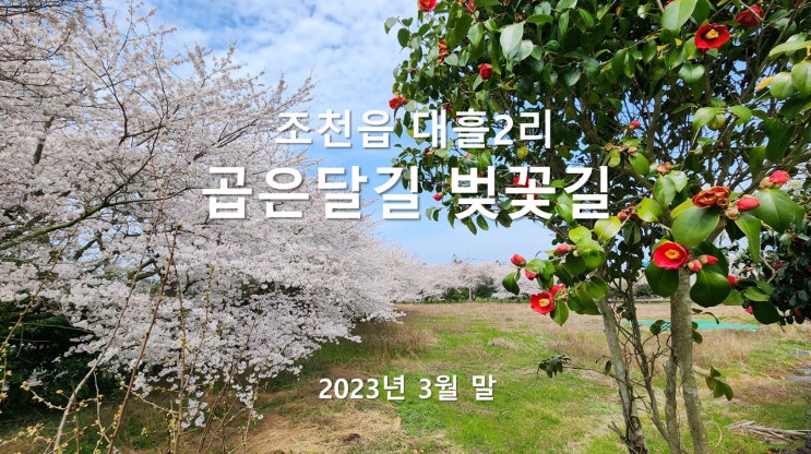 제주 조천읍 함덕근처, 대흘2리 곱은달길 벚꽃길