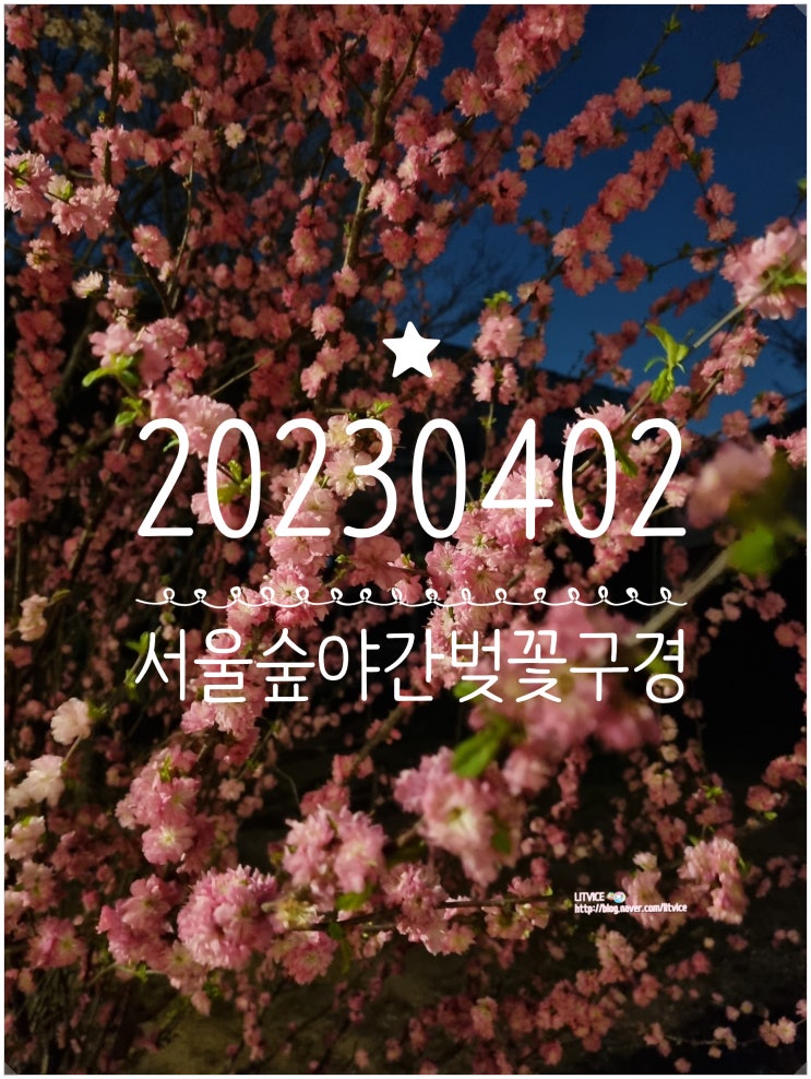 20230402 서울숲 야간 벚꽃구경