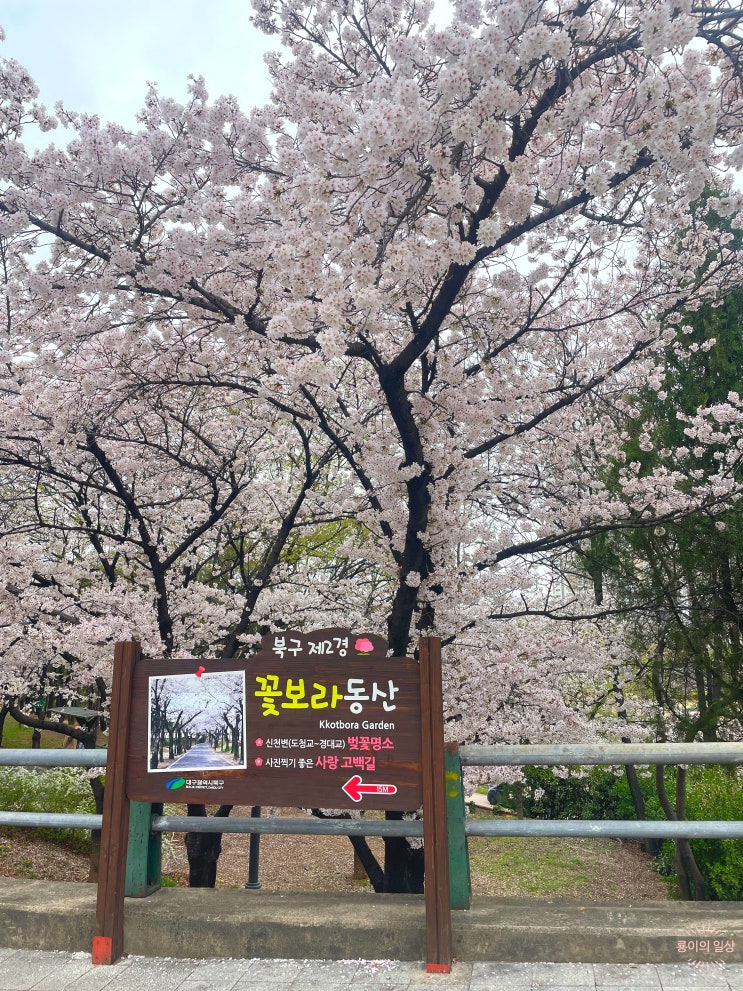  대구 벚꽃 명소/개화 상황 꽃보라동산