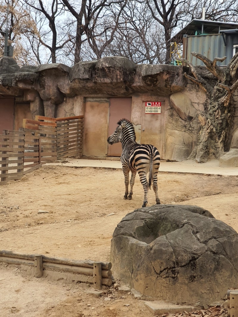 얼룩말 세로 작년 어린이대공원 갔을 때도 탈출 할 거 같던 모습 : 네이버 블로그, image size:800x1067