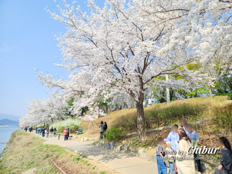  춘천 가볼만한곳 벚꽃 명소 여행 공지천 유원지와 의암호