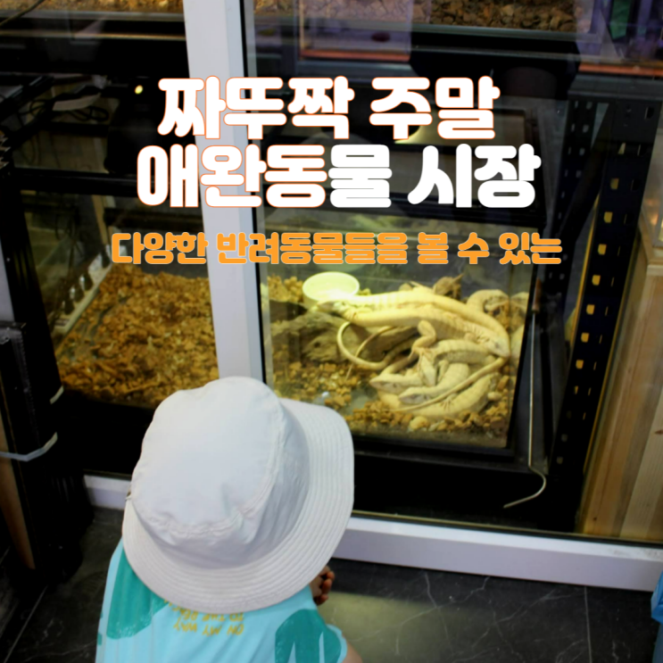  짜뚜짝 애완동물 시장 : 희귀동물, 열대어 시장구경
