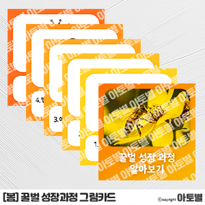  어린이집 꿀벌 성장과정 포스터, 꿀벌 성장과정 그림카드, 꿀벌 활동지, 꿀벌 색칠놀이, 꿀벌 끼적이기 도안, 꿀벌의 구조 활동지, 꿀벌 프로젝트, 봄 활동지, 봄 놀이활동