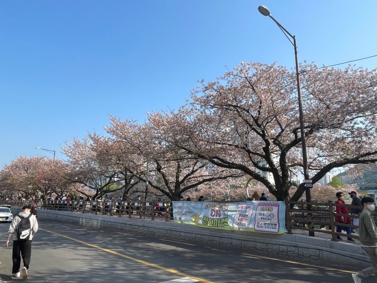 온천천 카페거리 벚꽃 구경/ 블로그 운영 한 달 만에 애드 포스트 미디어 등록!!