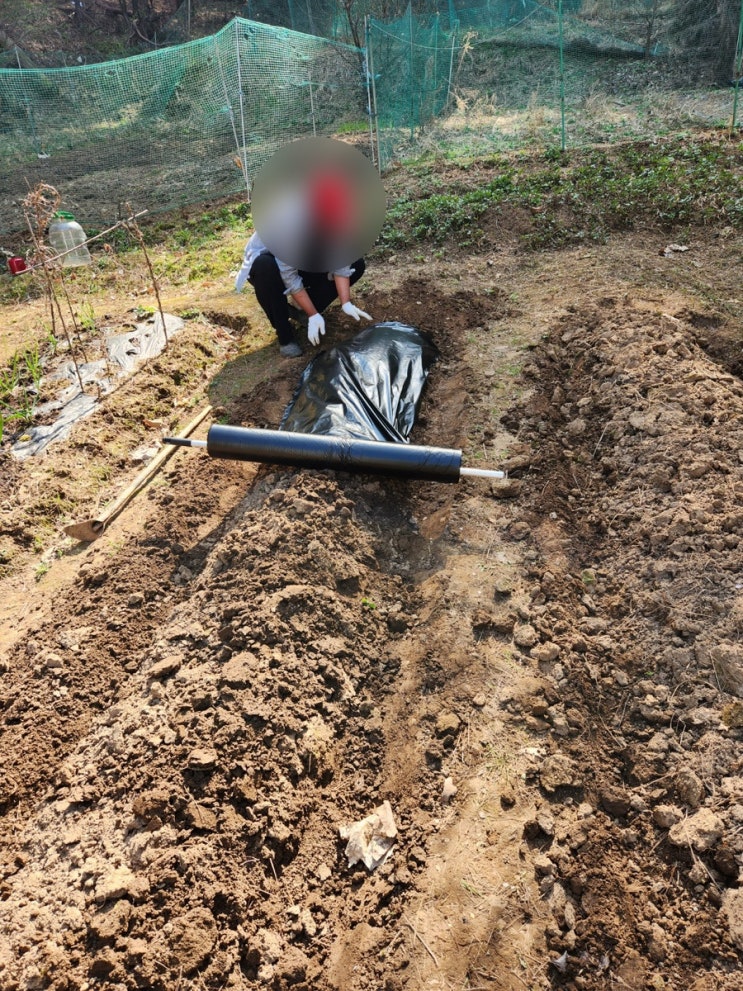  텃밭 일기(2) 텃밭에 비닐 씌우고 씨감자 심는 방법. 물길 터주고 튼튼하게 비닐 씌우기. 텃밭에 비닐 씌우는 이유.