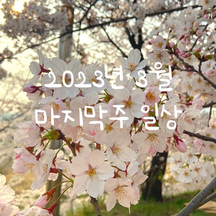 주간일기 (3/27~4/2) 벚꽃 용인벚꽃은 호암미술관 !