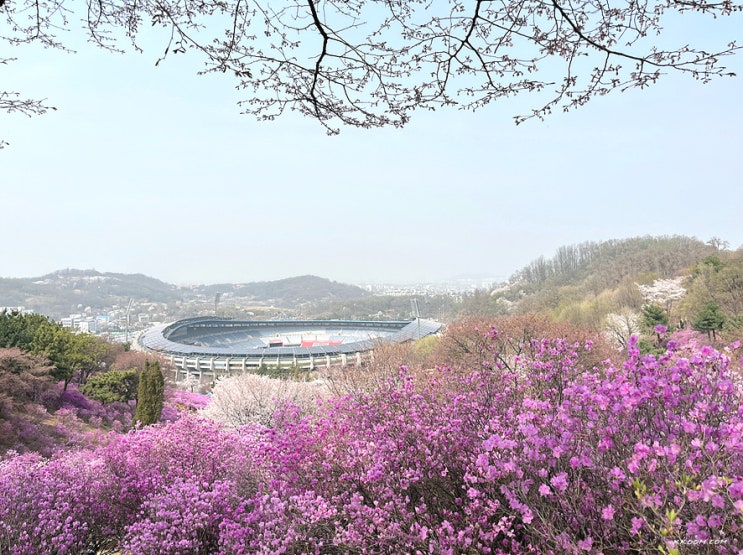 부천 원미산 진달래 동산 축제, 목동 오목교 안양천 벚꽃길