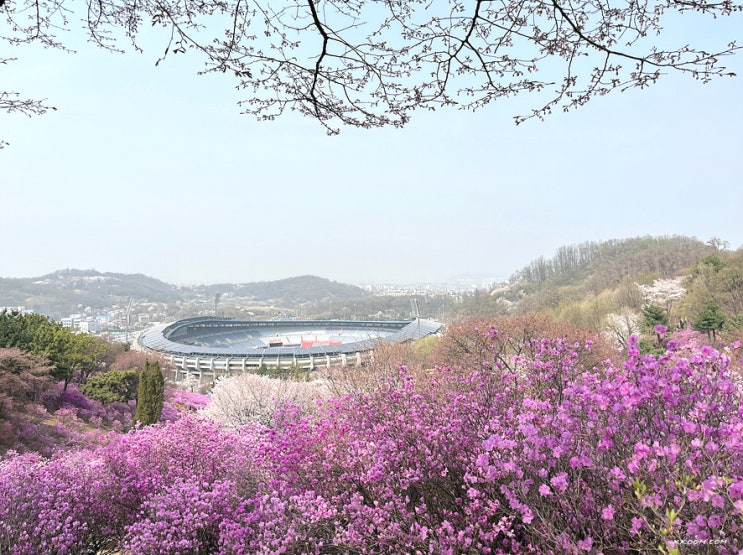 부천 원미산 진달래 동산 축제, 목동 오목교 안양천 벚꽃길 부천 원미산 진달래 동산 축제, 목동 오목교 안양천 벚꽃길