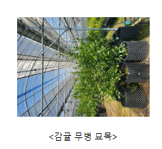 건강한 감귤 어미나무, 묘목 업체에 보급 시작_농촌진흥청 건강한 감귤 어미나무, 묘목 업체에 보급 시작_농촌진흥청