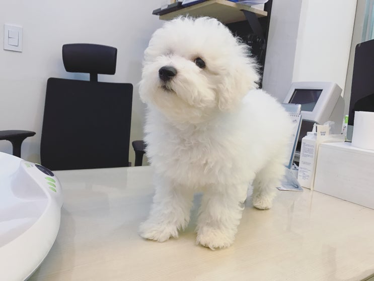  강아지 나이 계산 표로 간단하게 보고, 평균 수명 알아봐요