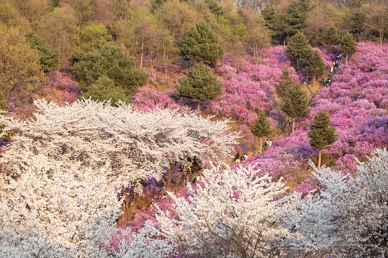 서울근교 꽃구경 갈만한곳 부천 원미산 진달래 동산 : 네이버 블로그 서울근교 꽃구경 갈만한곳 부천 원미산 진달래 동산 : 네이버 블로그