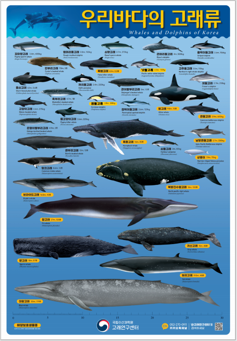 대형 보리고래 국내 최초 과학적 해부 : 네이버 블로그