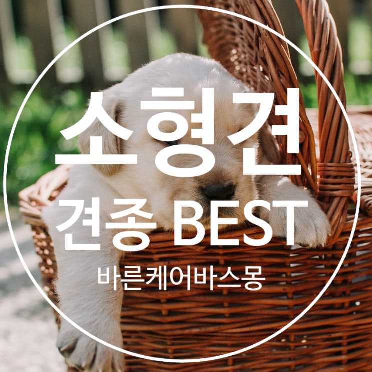  소형견 강아지 인기 견종 TOP 5
