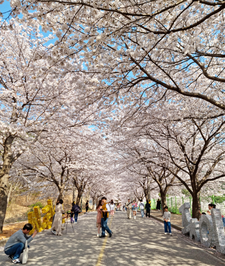 [사랑인가 봄 고창 벚꽃축제] 기본정보 : 한눈에 알아보기