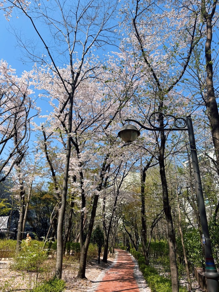 [발바닥 공원] - 벚꽃 구경을 하다.