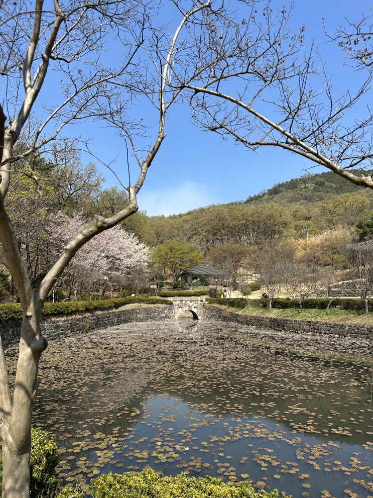 [대전] 벚꽃 명소 - 카이스트, 관평천변로, 우암사적공원, 문지동 갑천