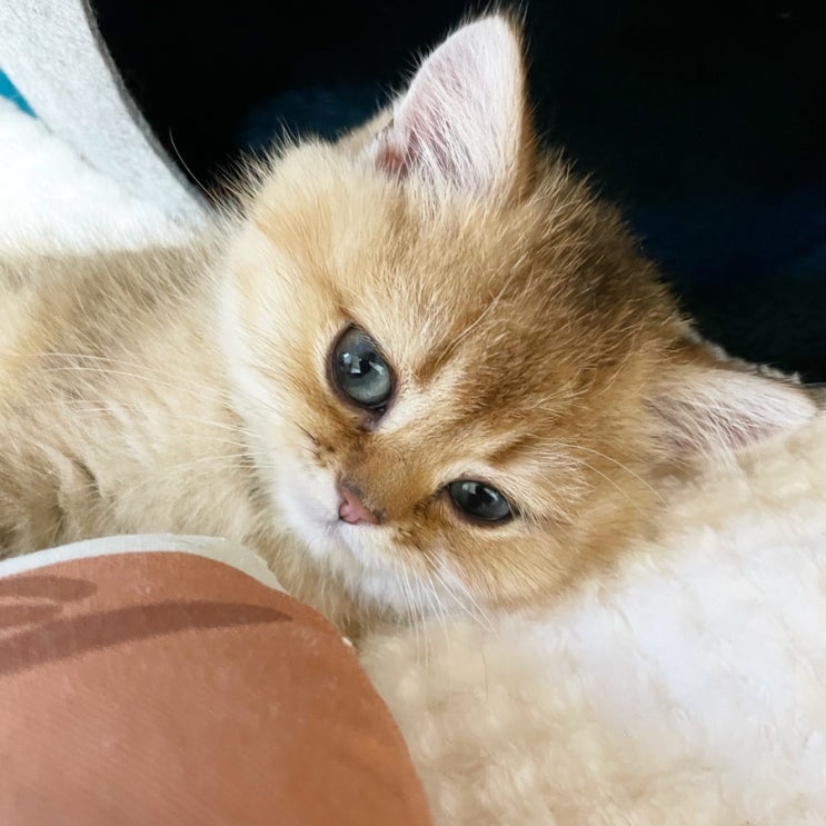  집사LIFE / 페퍼와 집사를 위한 고양이 용품 구매일기 - 어바웃펫 어플 첫구매딜 (로얄캐닌 마더앤베이비캣) 페스룸 브러쉬 생활공작소 펫 털 클리너세트 베란다 방묘문