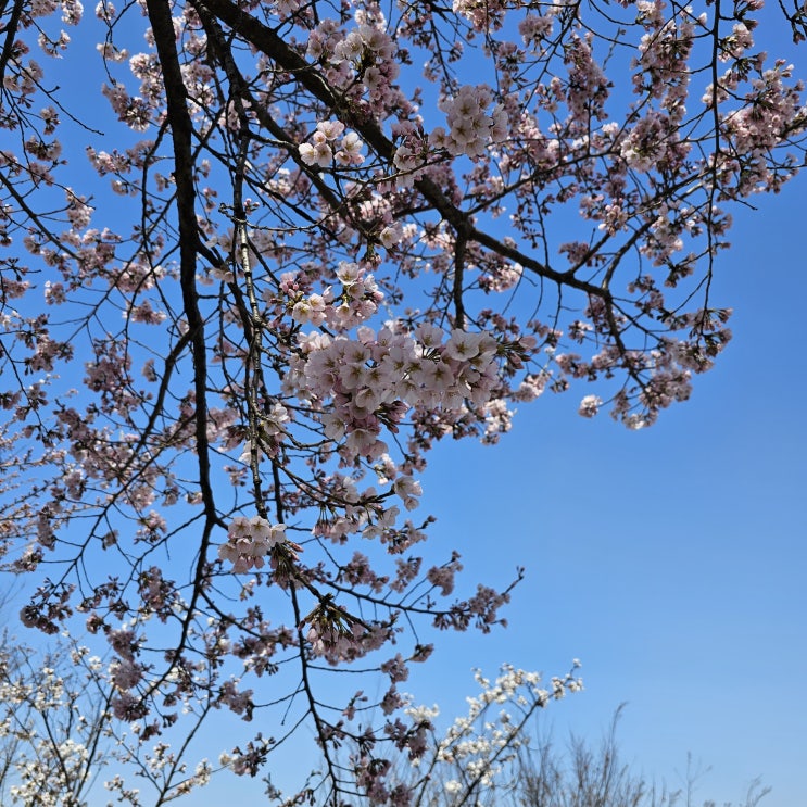 여의도 한강공원 봄나들이 데이트 캠핑 서울 가볼만한 곳 벚꽃축제 정보
